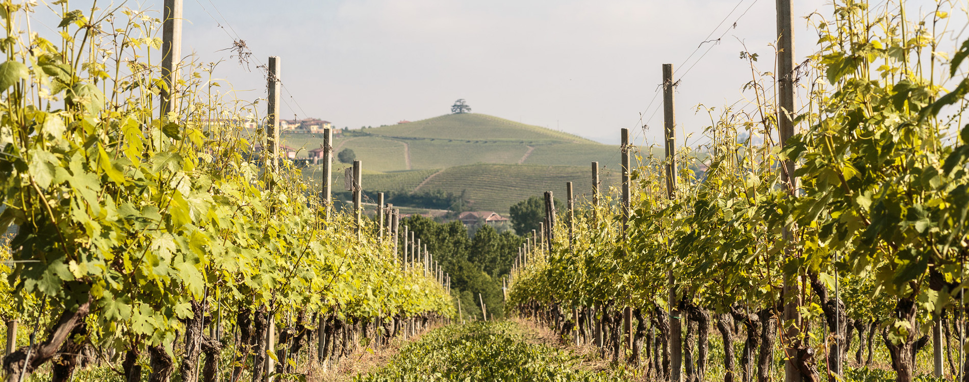 Cascina Pugnane Vini Barolo