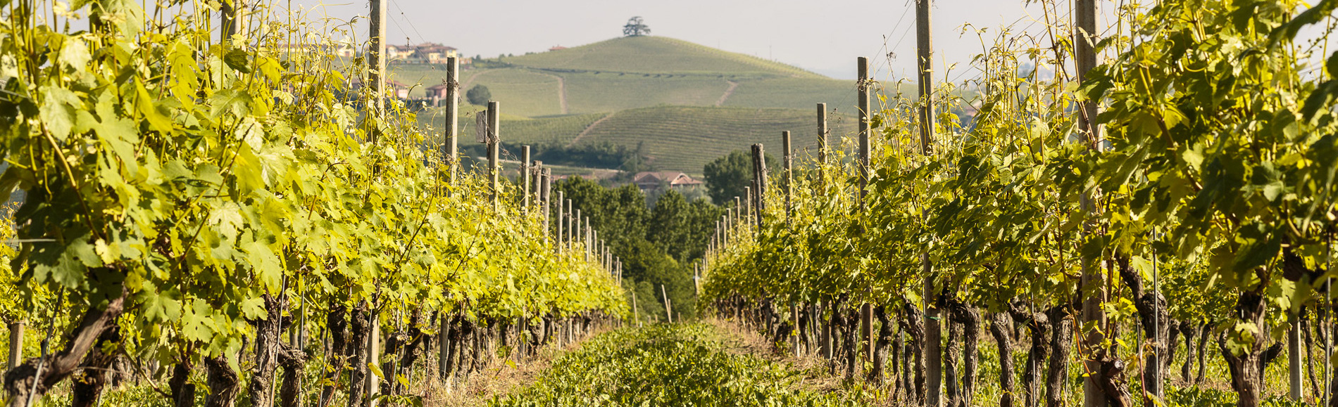 Pugnane Ghisolfi Vini